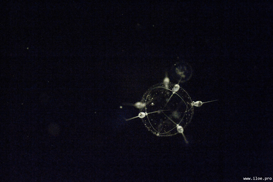 abyss radiolarians