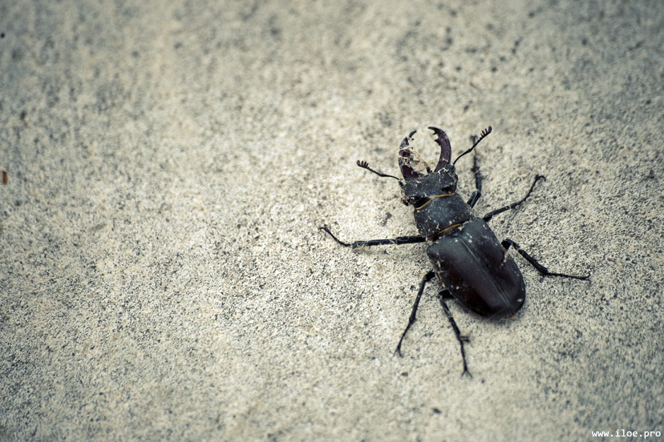 beetle