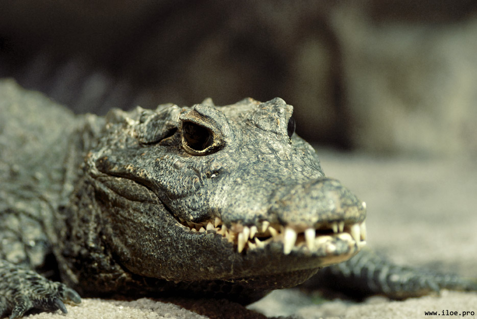 crocodile