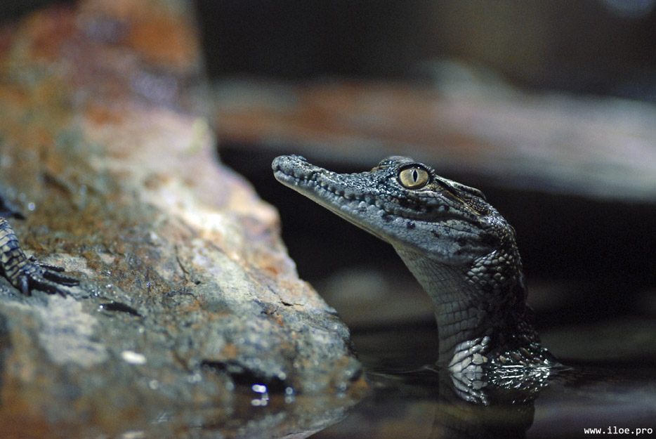 crocodile