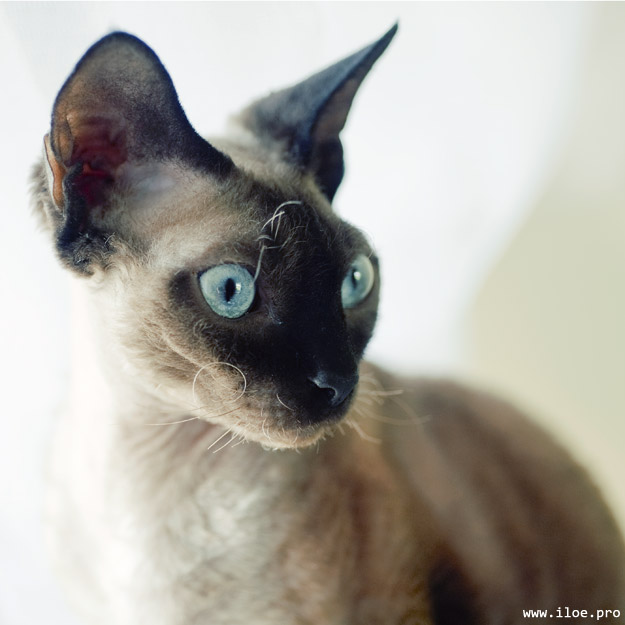 devon rex cat