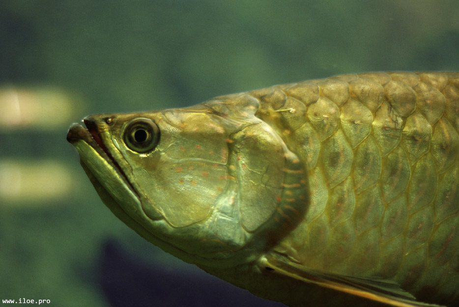 fish