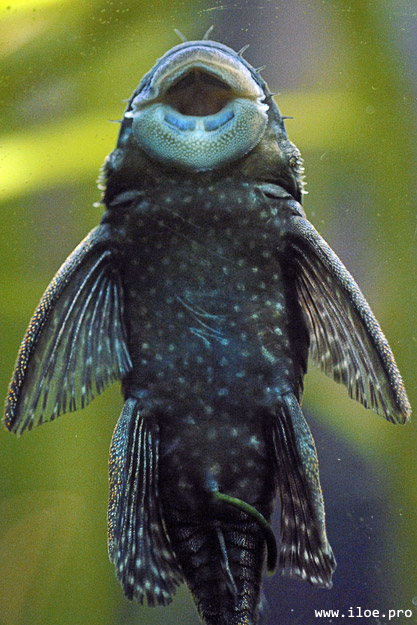 fish