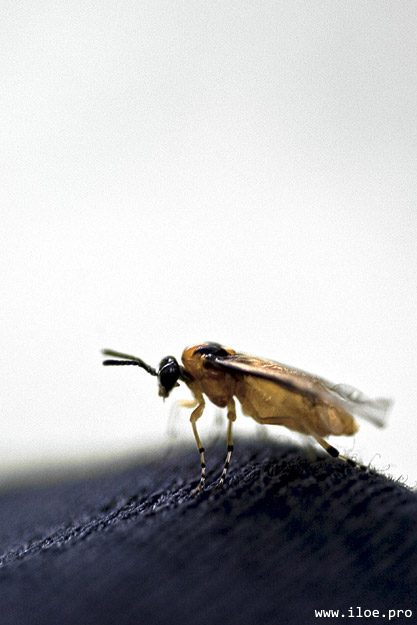 insect