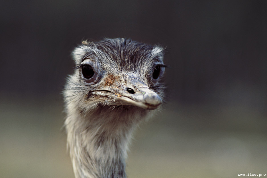 ostrich