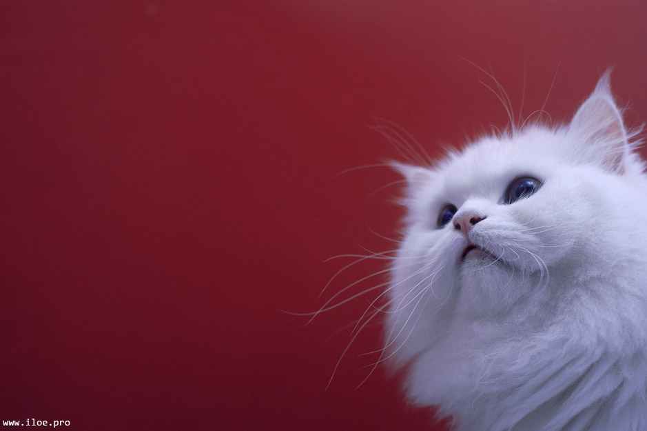 persian cat